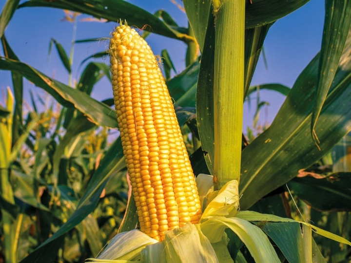 Em MG, preços amenizam com a expectativa da entrada de milho 2ª safra