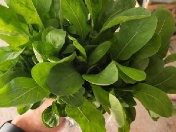 Rúculas Roka e Veloster: variedades rústicas que se adaptam de Norte a Sul do País