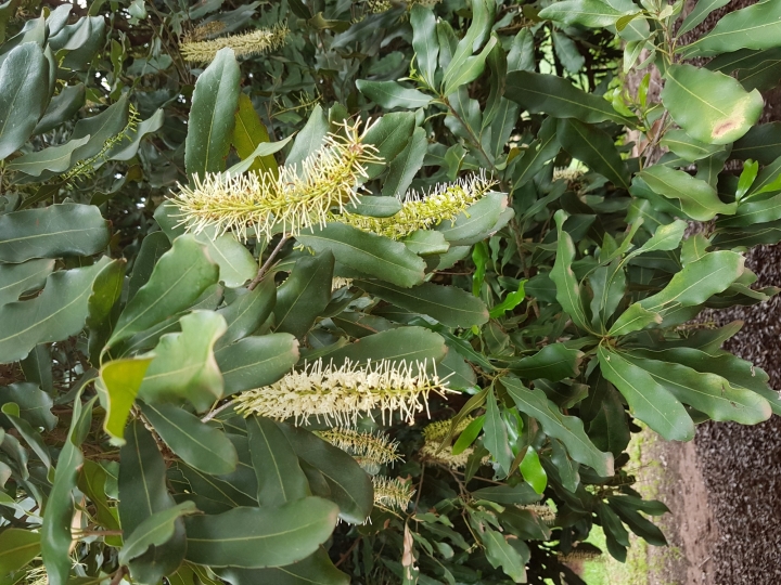 Cultivares de macadâmia mais tolerantes é estratégia para o manejo do tripes