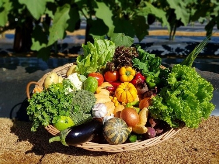 Estudo sobre rastreabilidade de Hortaliças