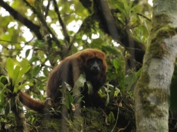 O bugio (Alouatta guariba) é uma espécie-chave para a dispersão de sementes e, consequentemente, para a perpetuação da Mata Atlântica (foto: Gisela Sobral/USP)