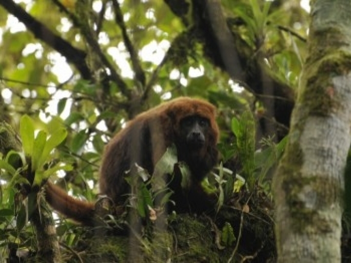 Animais essenciais para a dispersão de sementes na Mata Atlântica são os primeiros a sumir com o desmate