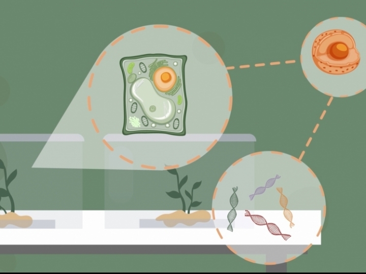 Vídeo sobre variedades agrícolas tolerantes à seca busca chamar atenção para a mudança no clima global