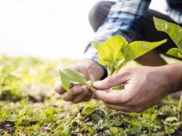 Guerra eleva em até 30% preço dos fertilizantes; agricultores buscam saídas