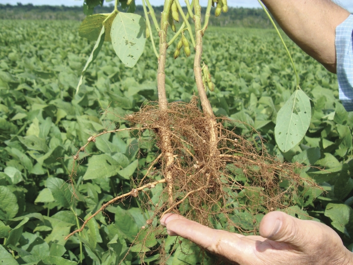 A importância das raízes para as plantas