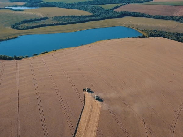 Dentre as cultivares de trigo semeadas em regiões afetadas pela seca, uma cultivar superprecoce foi destaque em produtividade. Foto: Divulgação Biotrigo/Guilherme Geller