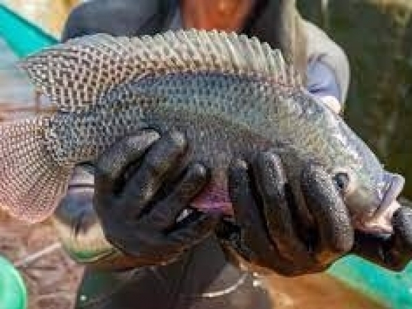  Entre as vantagens das ferramentas genéticas deste serviço está a economia e a oferta de análises para diferentes espécies.  Foto: Divulgação