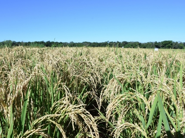 O arroz de terras altas vem sendo cultivado em rotação com outras culturas em sistemas de produção altamente tecnificados. Foto: Divulgação