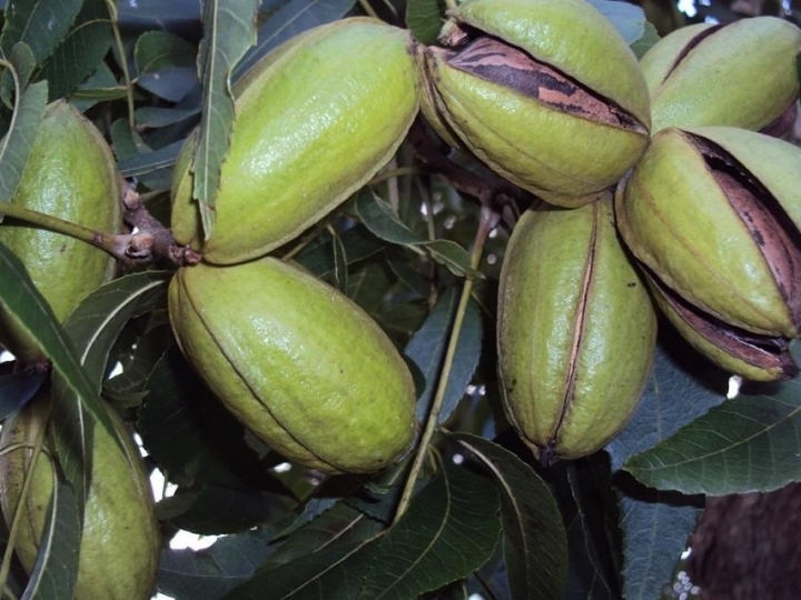 Noz-pecã como alternativa de renda e diversificação no campo