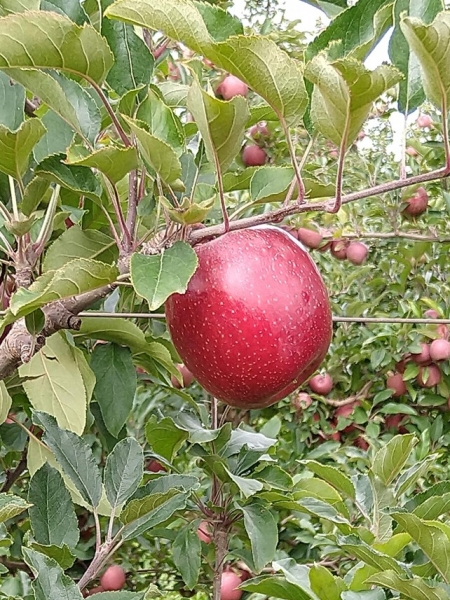 Purple Gala é a primeira cultivar brasileira do grupo Gala do tipo “full color