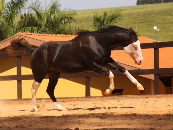 Gonna Be Chaplin, animal de pelagem preta splash white do Haras Imperial  Imagem cedida/Haras Imperial 