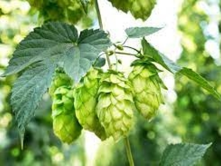 1º Seminário Internacional do Lúpulo acontecerá em maio