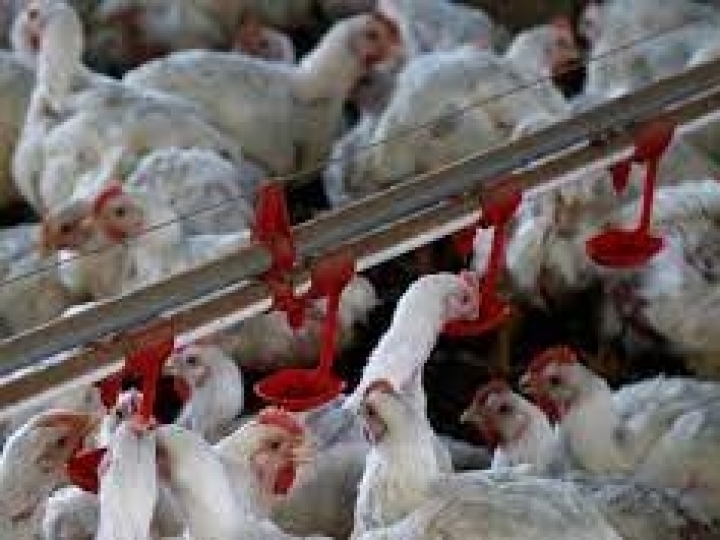 FACTA promove simpósio sobre riscos da Influenza Aviária e Doença de Newcastle no Brasil