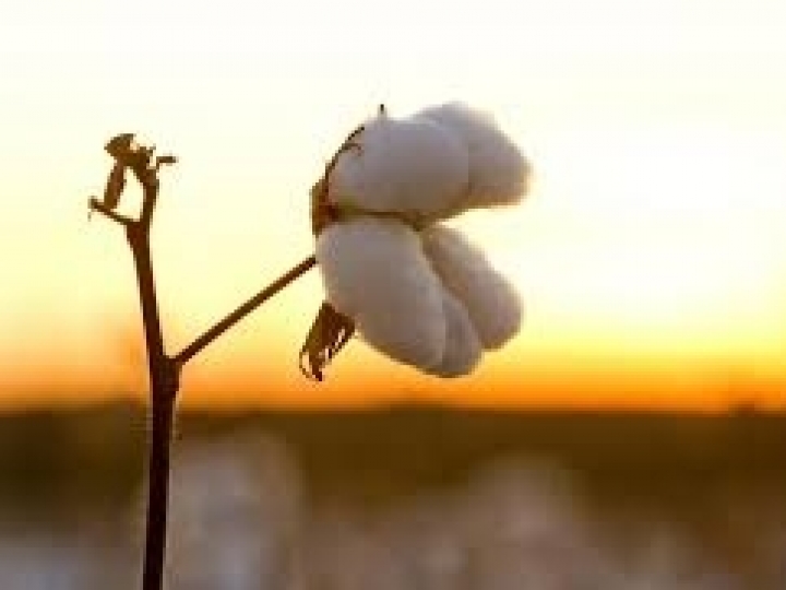 FMC retoma Tour Gigantes do Algodão para reforçar a parceria com a cadeia da cotonicultura