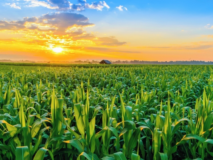 Influência positiva do clima para o milho segunda safra 