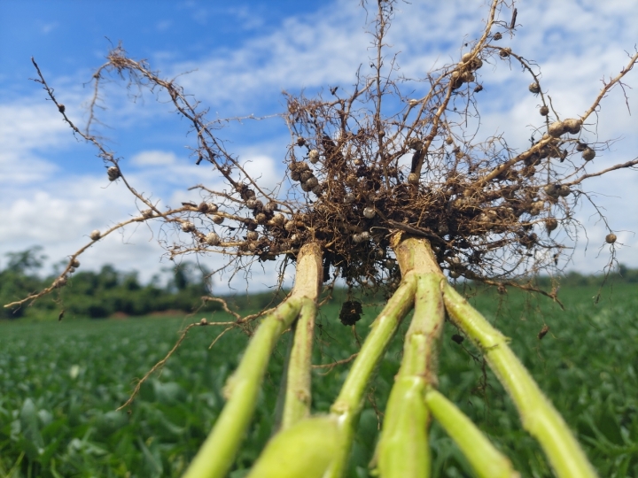 O produtor precisa pensar em alternativas aos fertilizantes