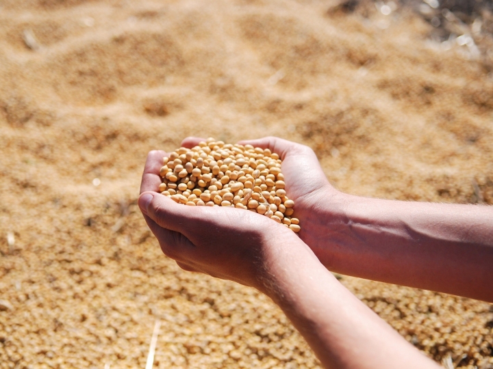Bactérias como fonte de nutrientes para a produção de soja
