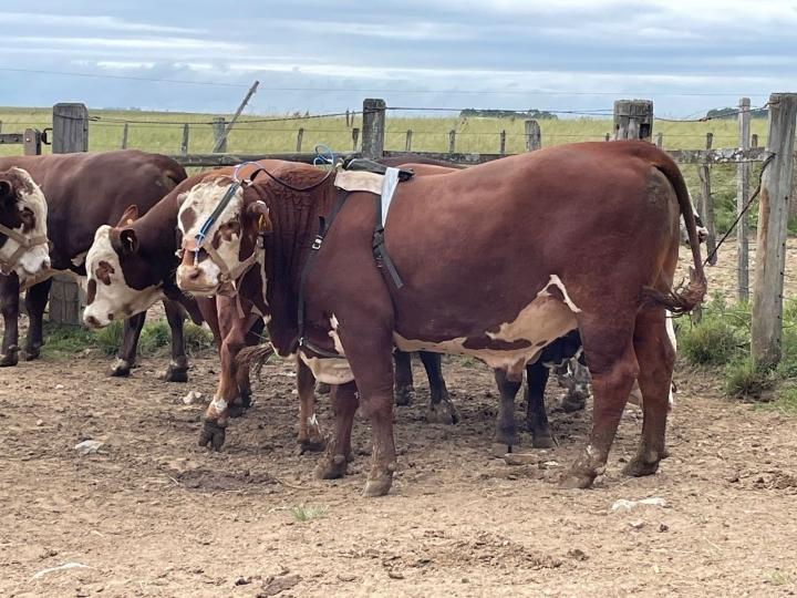Embrapa e ABHB iniciam mensuração de emissão de metano em reprodutores