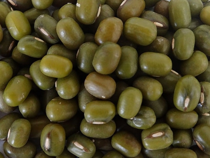 IAC apresenta seu primeiro feijão tipo exportação Mungo Verde 