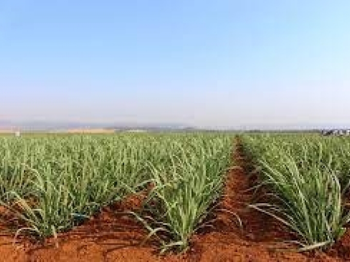 Centro de Excelência de cana-de-açúcar vai capacitar profissionais no interior de SP