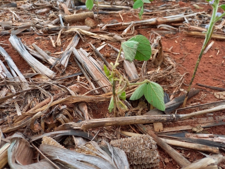 Controle de pragas e nematóides é tema de painéis em evento agrícola