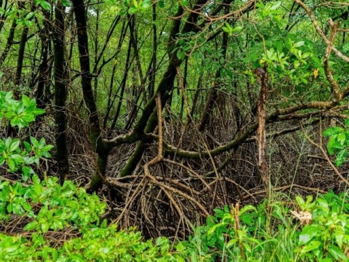 Manguezais amazônicos se destacam nas áreas úmidas protegidas no planeta