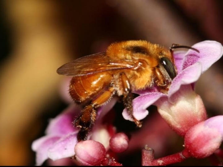 Sanidade das Abelhas é atração na Agrishow e produtores podem obter informações sobre o manejo da espécie 