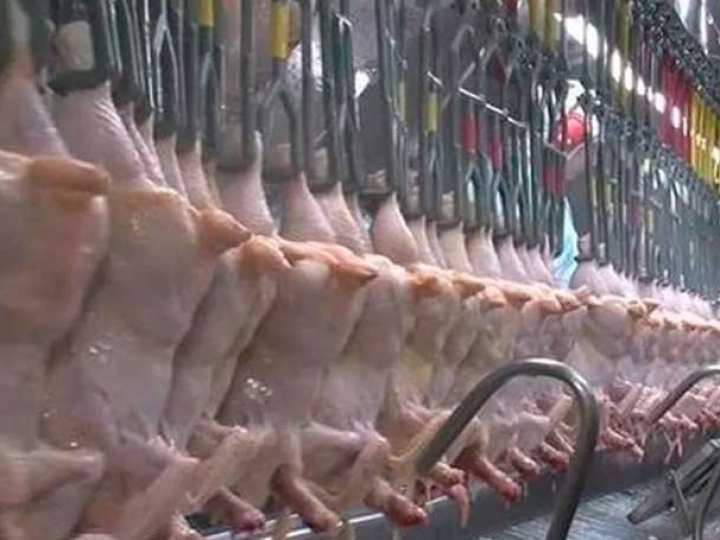 Nações Islâmicas expandem participação em exportações avícolas do Brasil em 2022