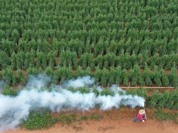 Com previsão de geada, produtores investem em medidas para proteger plantações  