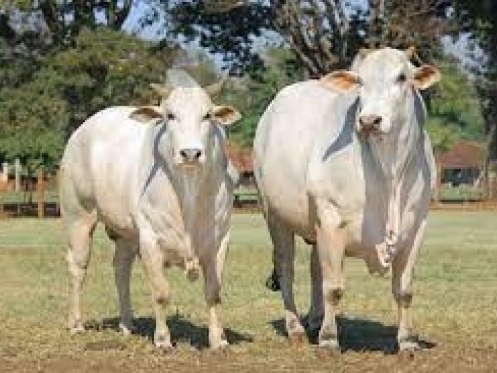 MS dobra o número de propriedades com gado orgânico e sustentável