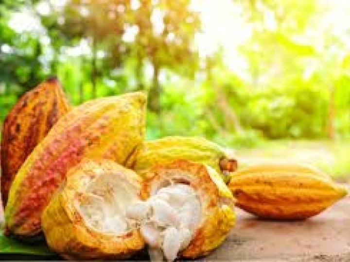 Investimento de impacto socioambiental eleva renda média de agricultor familiar de cacau em quase 40% em um ano