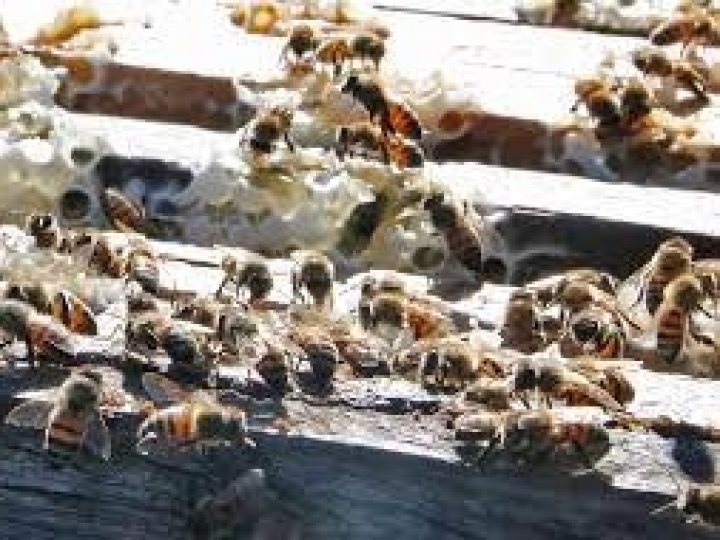 Case de sucesso na relação entre apicultura e soja