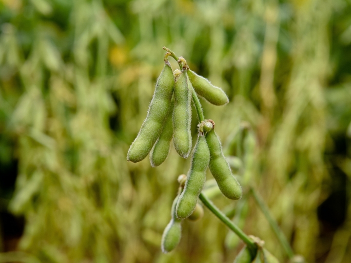 Bactérias impulsionam produtividade da soja
