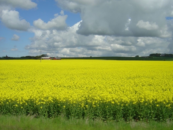 O Inventário do Ciclo de Vida (ICV) da canola nas condições brasileiras é inédito. A cultura é a terceira oleaginosa em volume de produção no mundo. Foto: Joseani Antunes