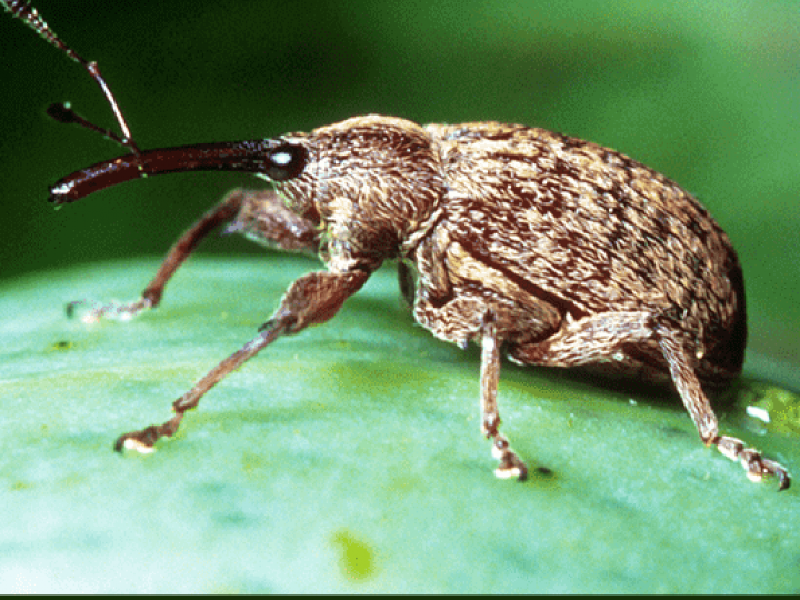 Espécie exótica ameaça carnaubais e flora da caatinga no sertão