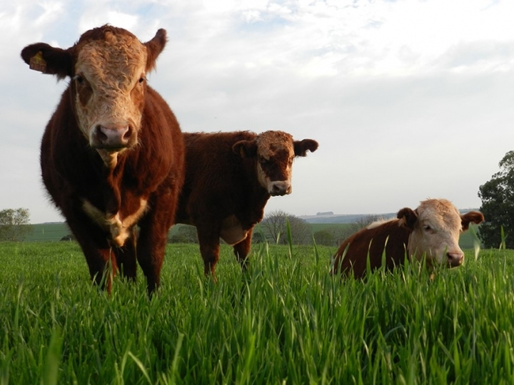 Cereais de inverno ganham espaço na nutrição de bovinos para carnes nobres