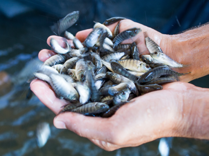 Phibro Saúde Animal debate consolidação do Brasil como grande player do pescado durante a Aquishow