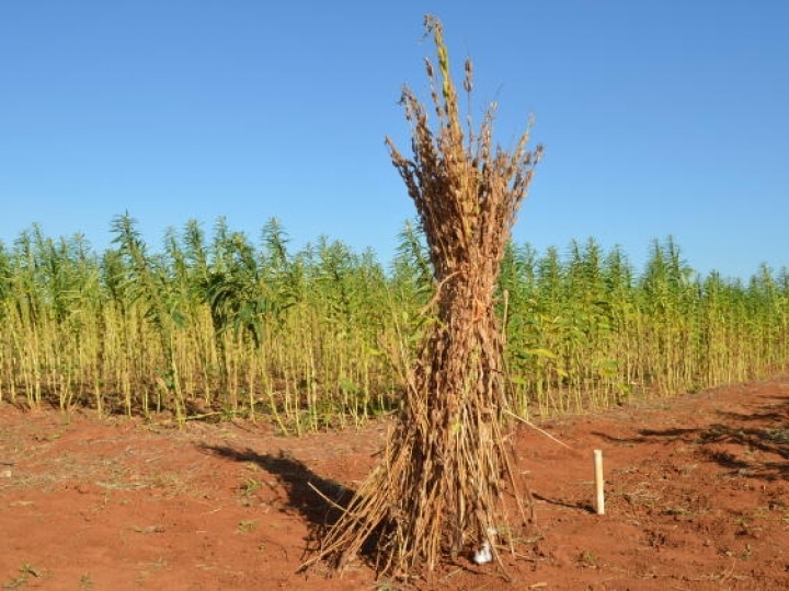 Agrotins 2022 traz vitrine de tecnologias da Embrapa para cultivo do algodão e do gergelim