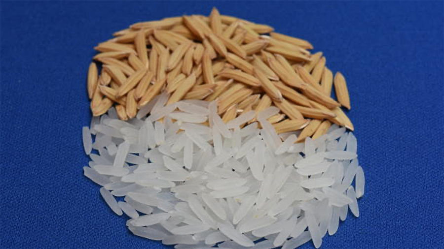 Arroz para áreas tropicais é destaque da Embrapa na 22ª Agrotins