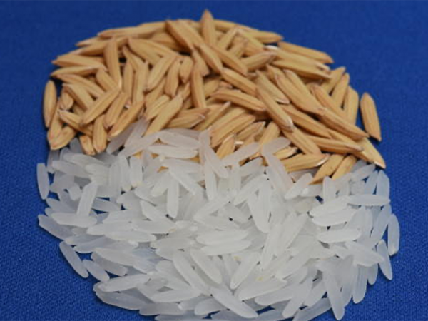 Pesquisadores apresentam cultivar BRS A706 CL, da Embrapa, na Agrotins 2022.   Foto: Divulgação