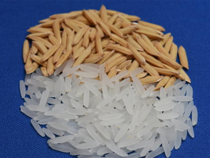 Arroz para áreas tropicais é destaque da Embrapa na 22ª Agrotins