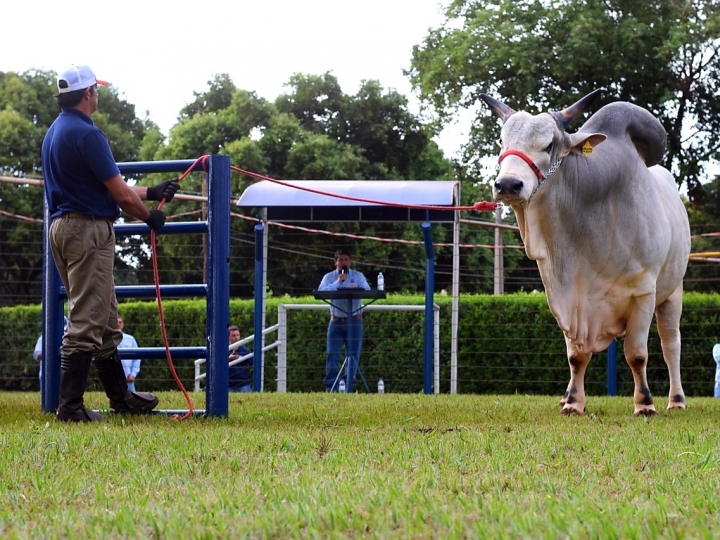 ExpoZebu 2022 movimentou mercado de genética com retorno presencial