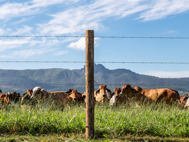 Cinco itens para observar na hora de cercar a propriedade. Uso arame liso ou farpado?