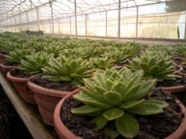 Setor de flores se prepara para estiagem com investimentos em captação de água