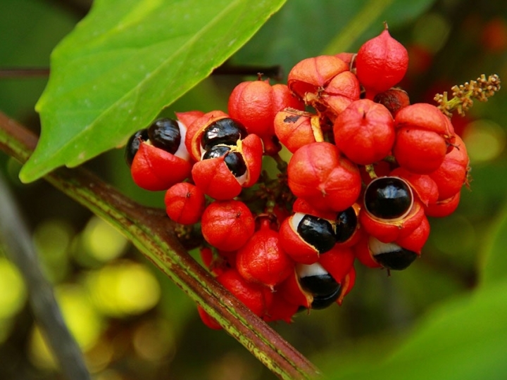 Novo fungo do guaranazeiro pode afetar outras plantas de importância econômica