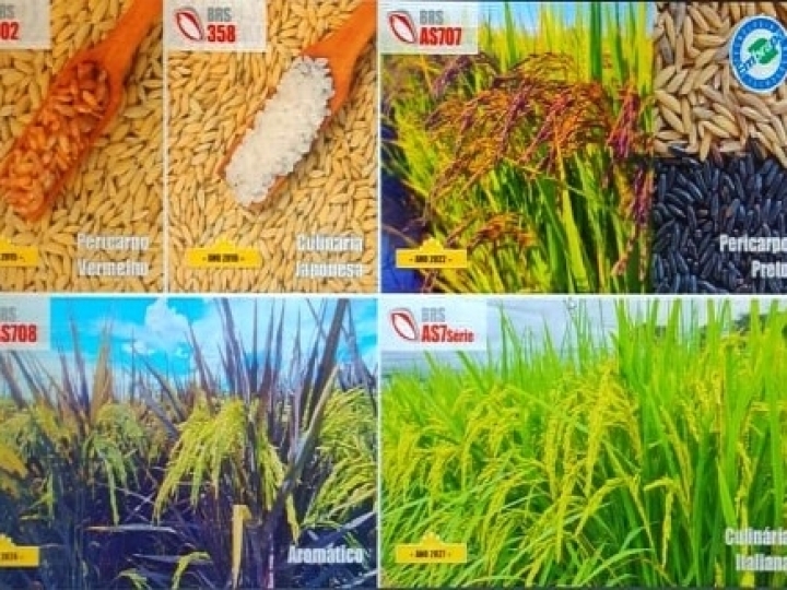 Insumos biológicos e Produção Integrada (PI) são assuntos na Câmara Setorial do Arroz