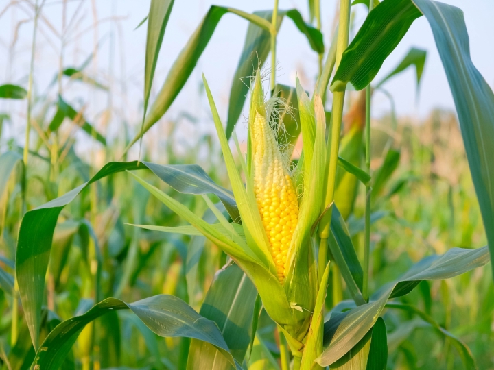 Após semana com poucas negociações, compradores de milho fazem oferta por R＄87 em MG
