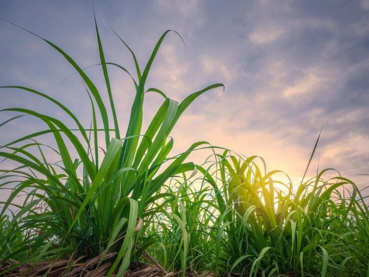 Os desafios da cana-de-açúcar no ciclo 22/23