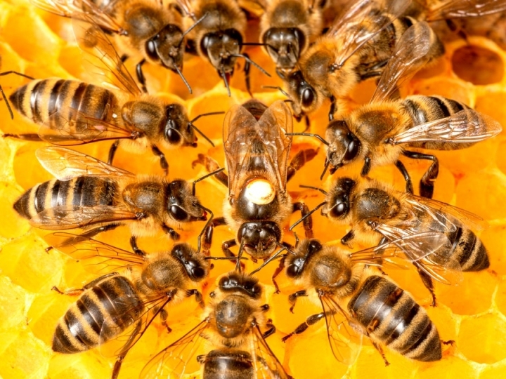 CATI incentiva a conscientização sobre a importância das abelhas para a agricultura e conservação da biodiversidade 