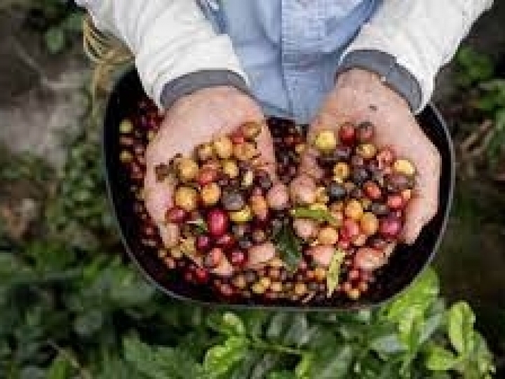 Cultivo consorciado de café com macadâmia é 215% mais produtivo e 3,2 vezes mais rentável do que sistema tradicional
